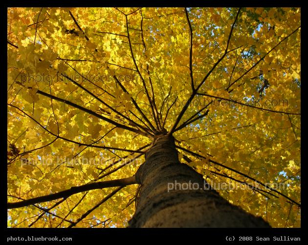Golden Canopy - Riverside Park, Newton MA