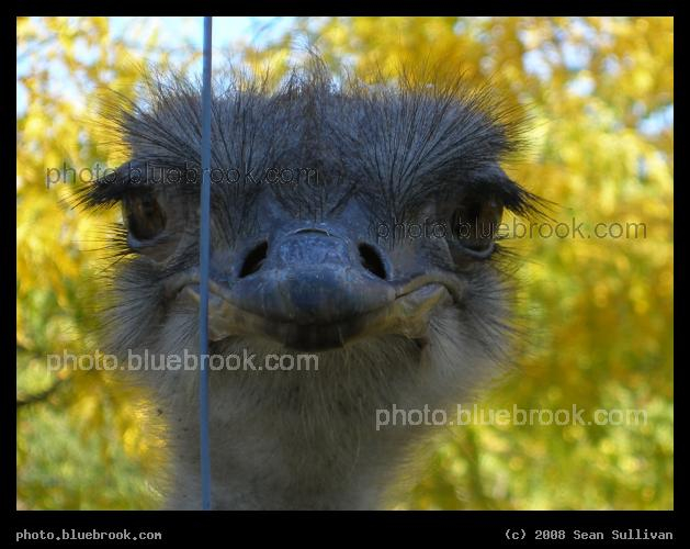 Ostrich - Franklin Park Zoo, Boston MA