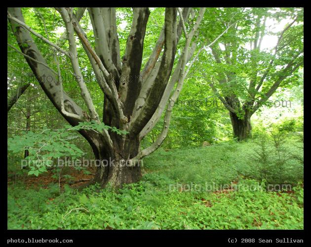 Branching Trees - Amherst MA