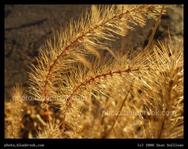 Dry Grasses - Near I-95 and the Charles River, Newton MA