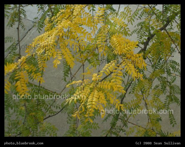 Lacy Foliage - View of autumn colors from an upstairs window at the Hynes Convention Center, Boston MA