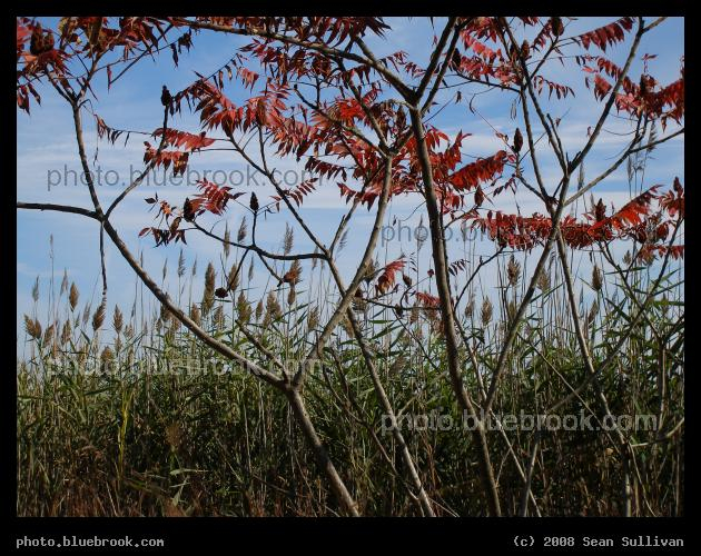 Autumn Marsh - Neponset River Marshes Reservation, Boston MA