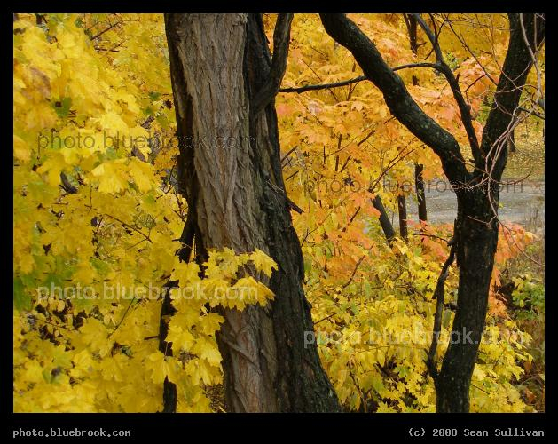 Leominster Leaves - Autumn in Leominster, MA