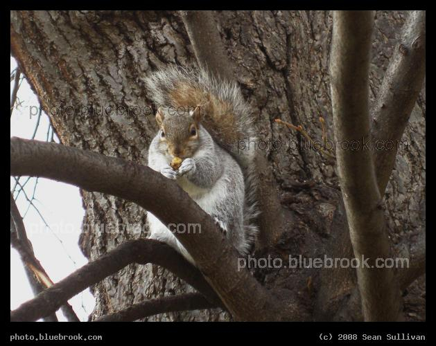 Munch Munch Munch - A squirrel in Cambridge Common, Cambridge MA