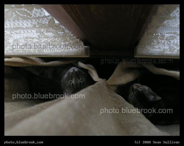 Two in the Drapes - Two cats, Fern and Bella, tucked into window drapery
