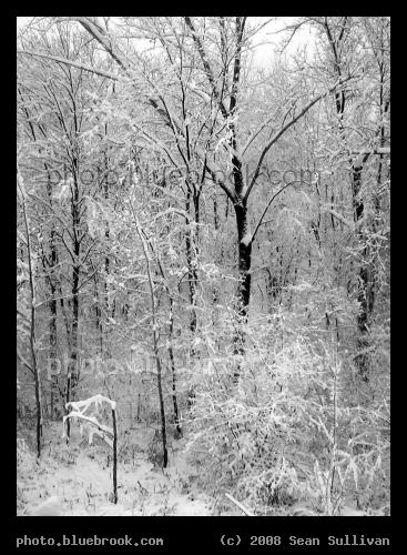 Winter Dryad - Northern Vermont after a snowstorm, alongside Interstate 89