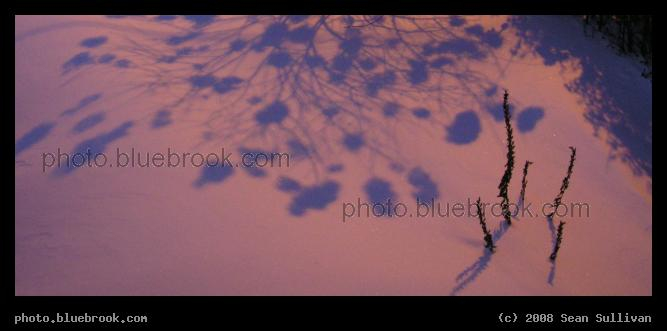 Blue Shadows - Freshly fallen snow in a garden, Somerville MA