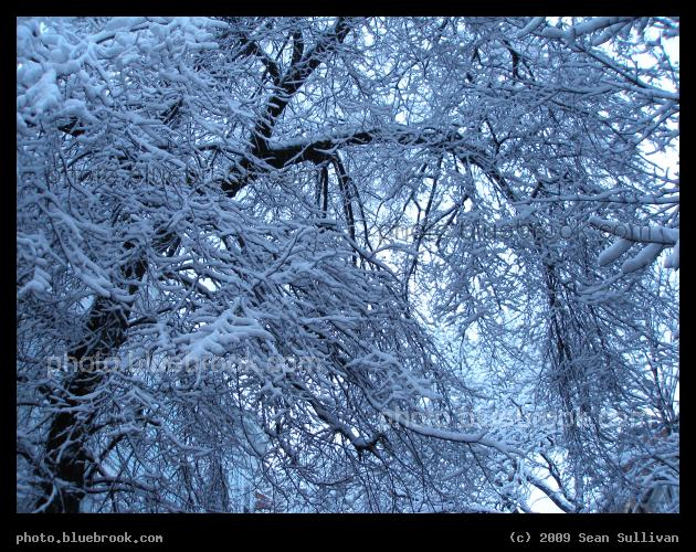 Covered Branches - After a snowstorm, Charlestown MA