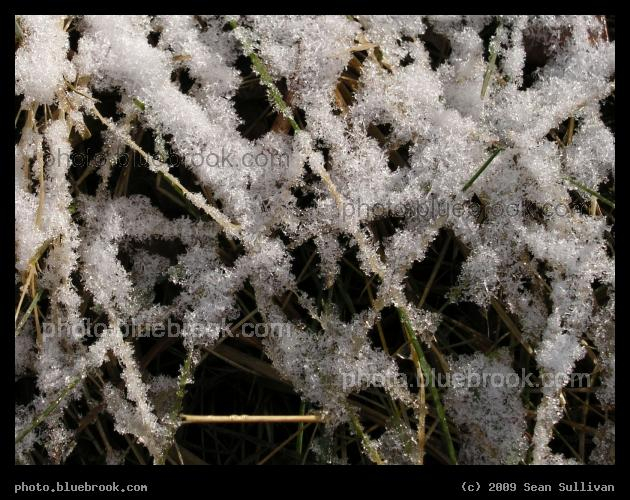 Frost on Grass - Newton MA