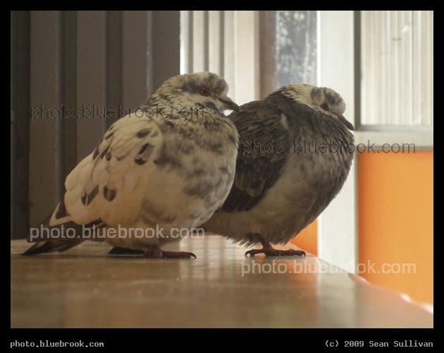 Pretty Pied Pigeons - Two pigeons on a bench at MBTA Sullivan Square subway station, Charlestown MA