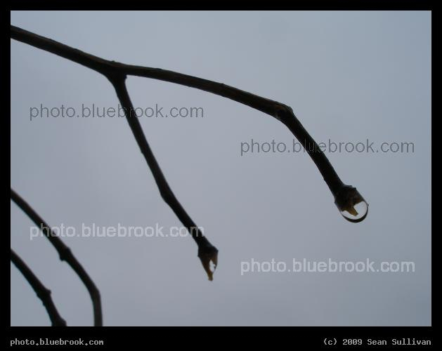 Droplet on a Branch - A droplet of water at the end of a branch after a winter rainstorm, Woburn MA