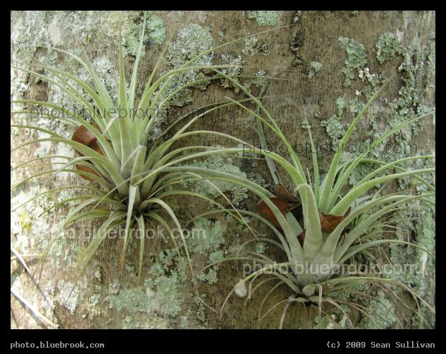 A Pair of Air Plants - Air plants perched high on the side of a tree, Miami FL