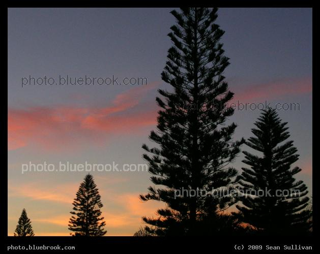 Evergreens at Sunset - Bradenton, FL