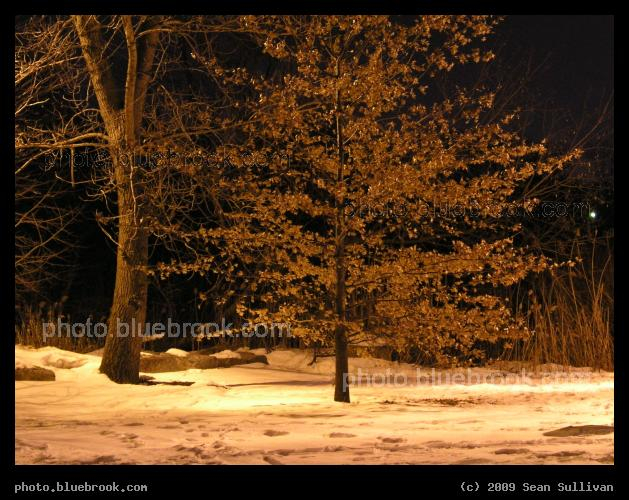 Trees in Sepia - Along the Minuteman Bikeway near Alewife Station, Arlington MA