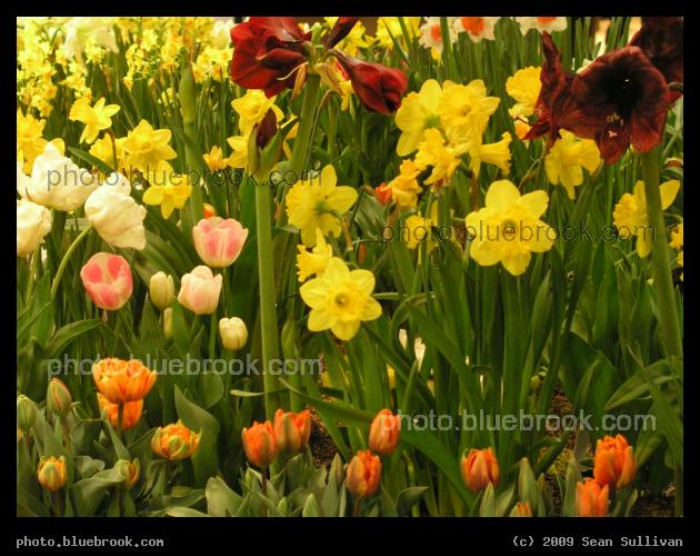 Spring Collection - From the 2006 <a href=