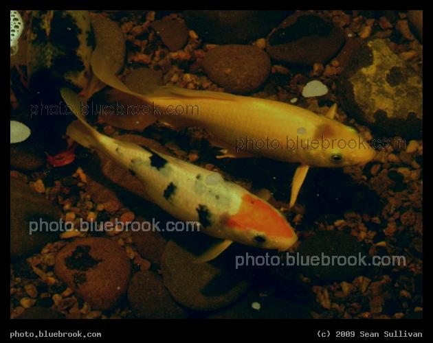 Garden Fish - Three fish in a display at the 2006 <a href=
