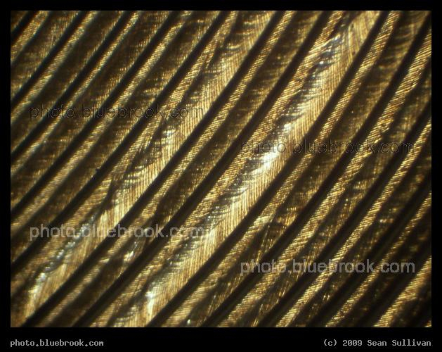 Dove Feather - Close-up view of a dove feather through a microscope