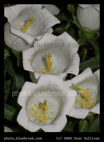 White Cups - From the 2007 <a href=