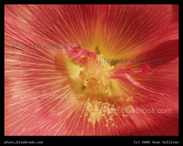 Starburst - From the 2007 <a href=