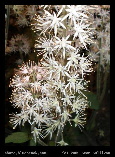 Tiarella - From the 2007 <a href=