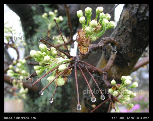 Buds and Droplets - Newton MA
