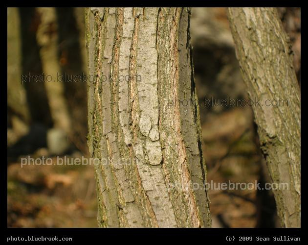 Silver Stripes - Pine Banks park, Malden/Melrose MA