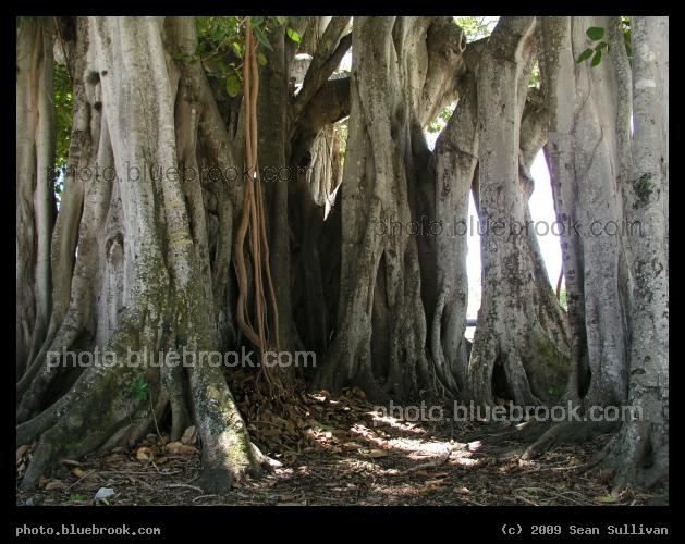 Banyan Alcove - Bradenton FL