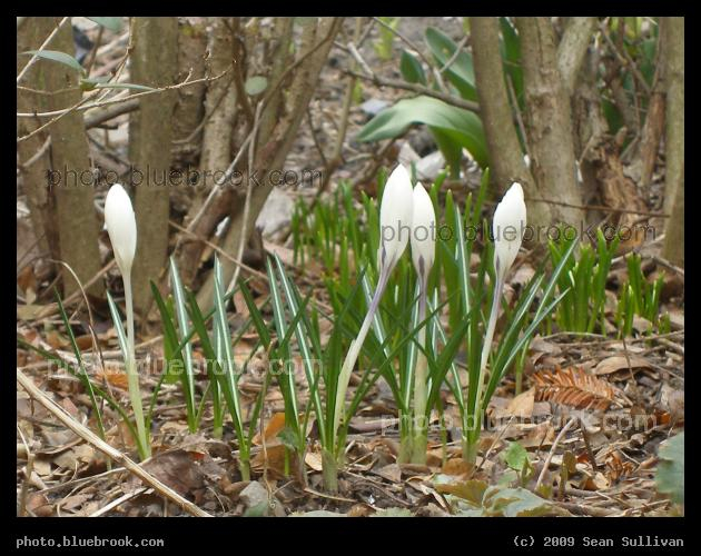 Emerging Crocuses - Somerville MA