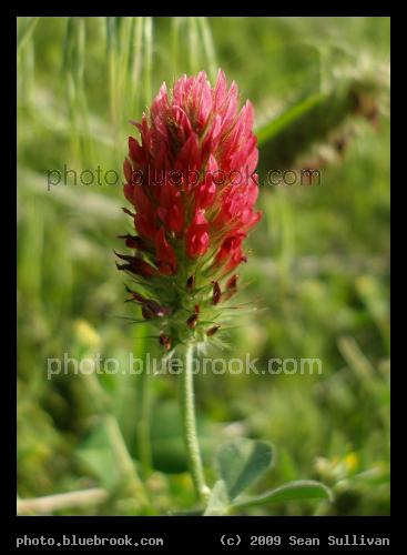 Crimson Clover - Near Katie's Woods, Grapevine TX