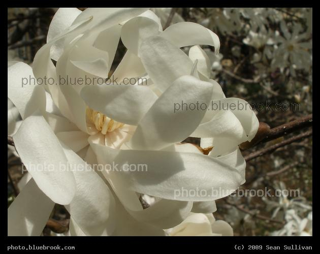 Labyrinth of Petals - Griggs Park, Brookline MA
