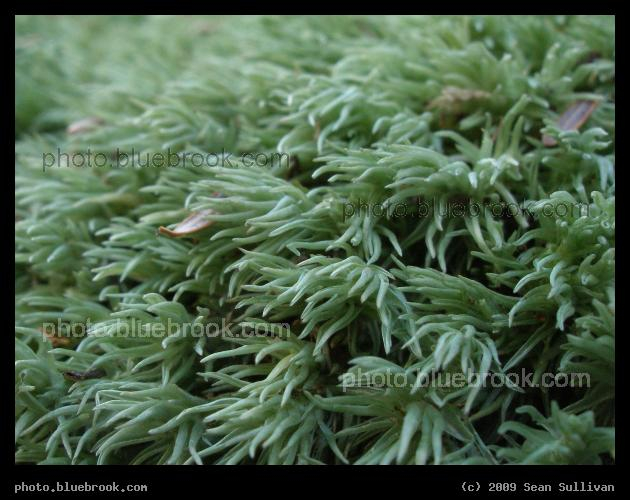 Cushion Moss - Somerville MA