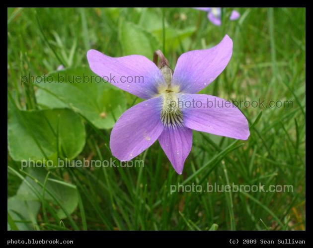 Harvard Violet - John F. Kennedy Park at Harvard Square, Cambridge MA