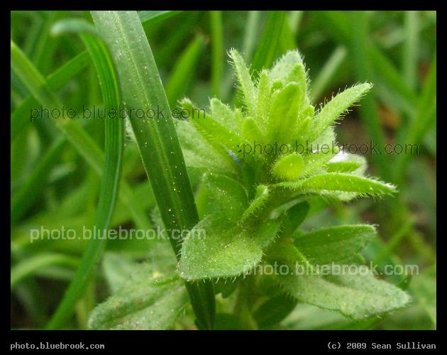 Tiny Plantlet - John F. Kennedy Park at Harvard Square, Cambridge MA