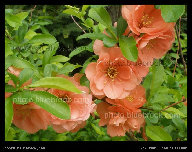 Peeking - John F. Kennedy Park at Harvard Square, Cambridge MA
