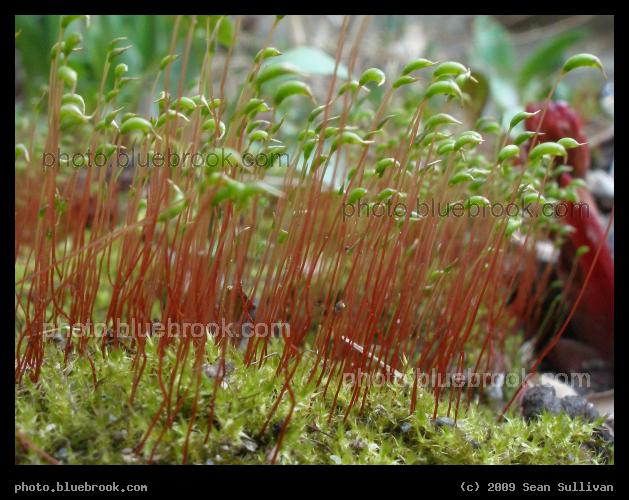 Militant Hordes of Moss - Moss sporophytes, Somerville MA