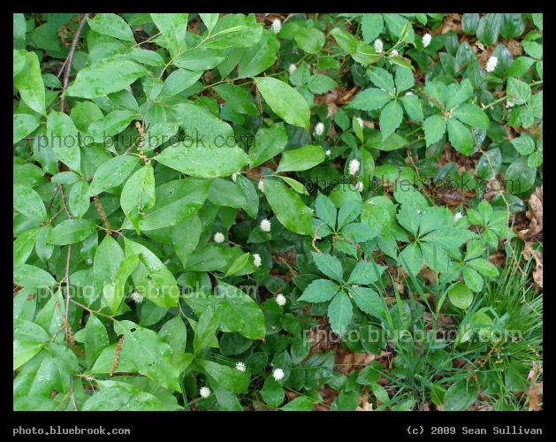 Rockport Plants - Looking down at the ground cover in Halibut Point State Park, Rockport MA