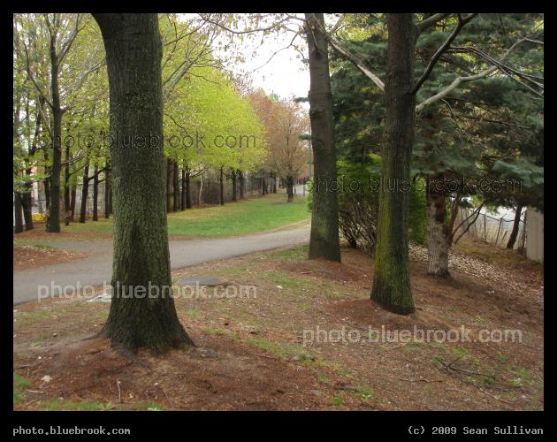 Springtime at Linear Park - Along the Linear Park bike path in Cambridge MA, near Alewife Station
