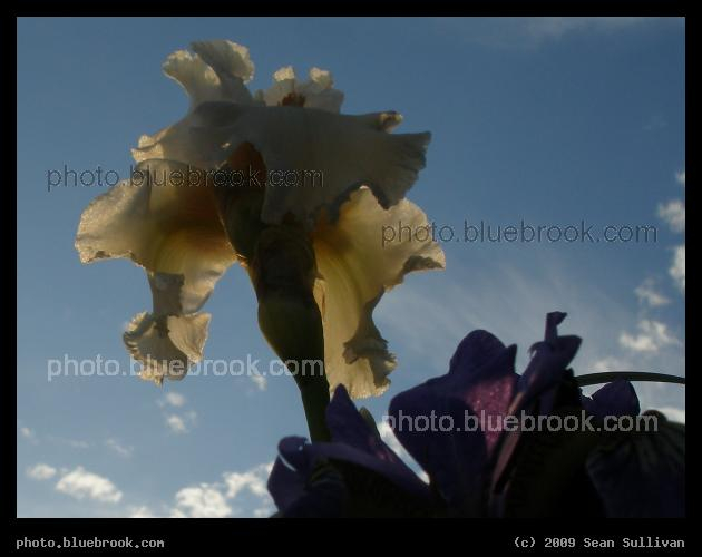 Towering Iris - Union Square, Somerville MA