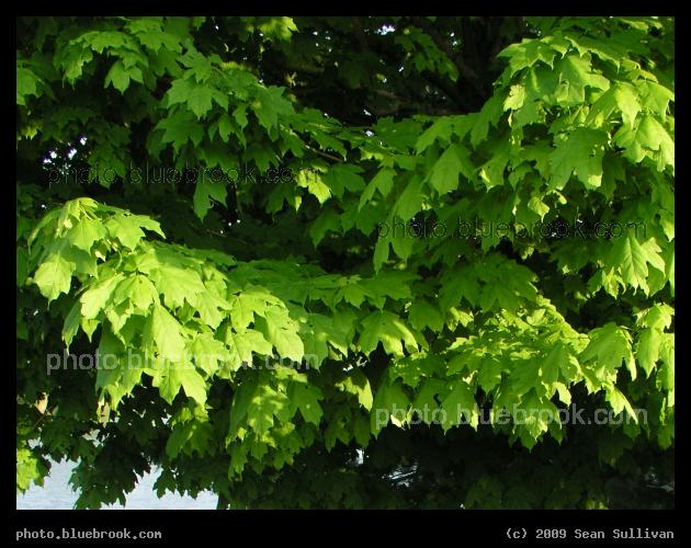Layers of Green Leaves - A tree in Malden, MA