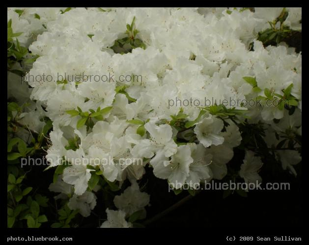 Avalanche of Flowers - Boston MA