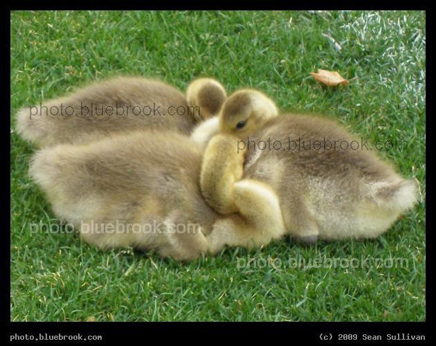 Sleepy Goslings - Canada geese in Teddy Ebersol's Red Sox Fields at Lederman Park, Boston MA