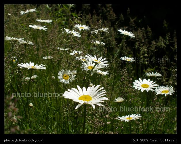 Daisies - Portland ME