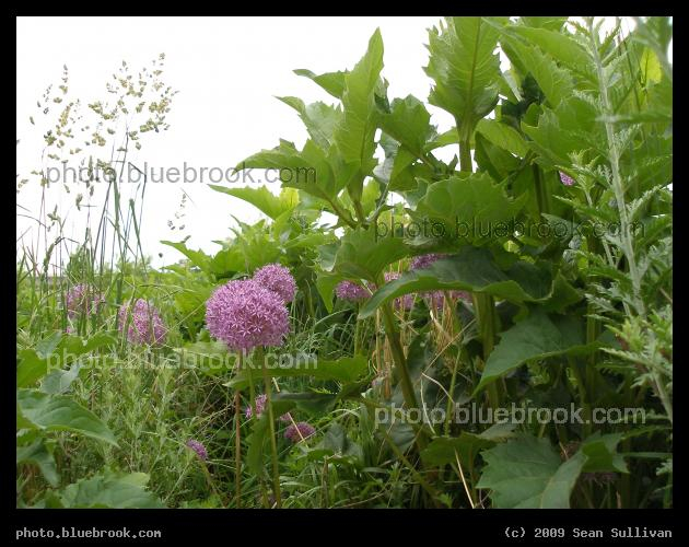Flowers in a Sea of Green - North Point Park, Cambridge MA