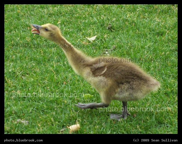 Wait for Me! - A gosling in Teddy Ebersol's Red Sox Fields at Lederman Park, Boston MA