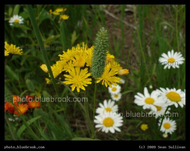 Minnesota Potpourri - Superior National Forest, north of Virginia MN