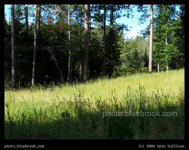 Lawn and Forest - Near Virginia, MN