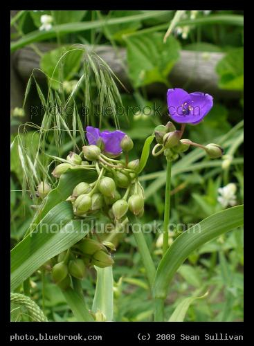Botanical Jewels - Exotic plants beside an urban parking lot, Somerville MA