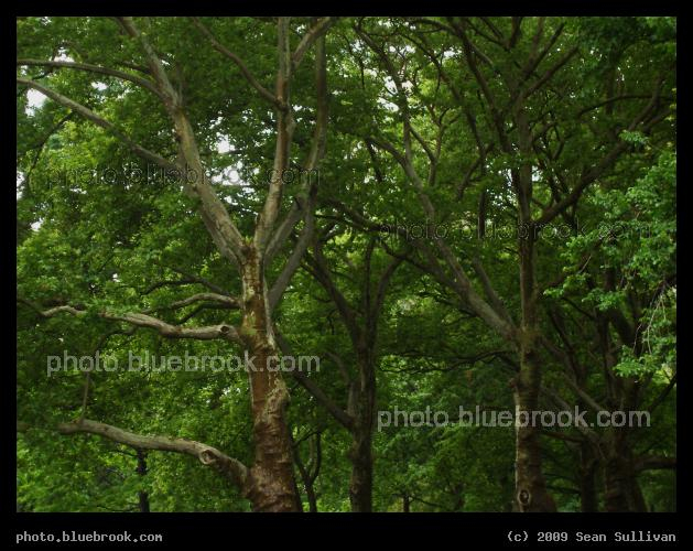 Fairytale Trees - Battery Park, New York City