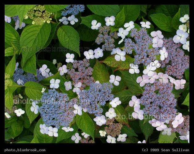 Orbit of Petals - Wagner Park, New York City