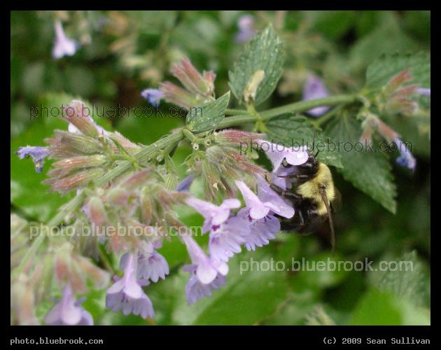 Among the Purple Flowers - A bee in Washington Square Park, New York City